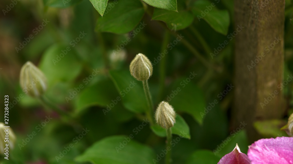 Large flower buds of Clematis Piilu in summer garden. Large flower buds of Clematis Piilu in summer garden.