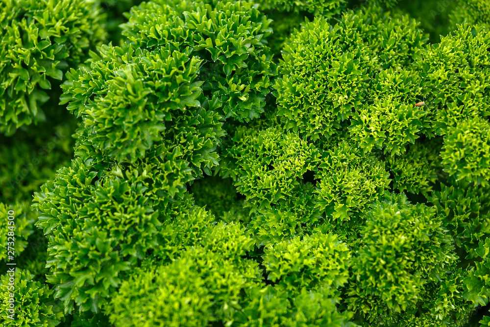 Curly parsley leaves background in the garden,