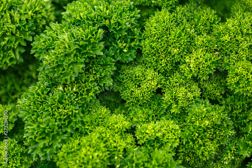 Curly parsley leaves background in the garden 