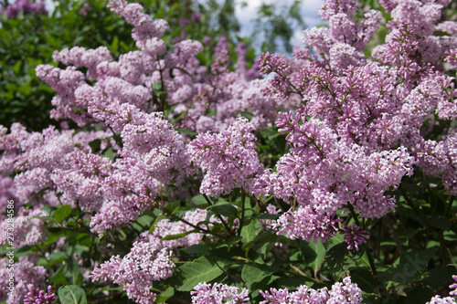 Syringa is a genus of shrubs belonging to the Oleaceae family.