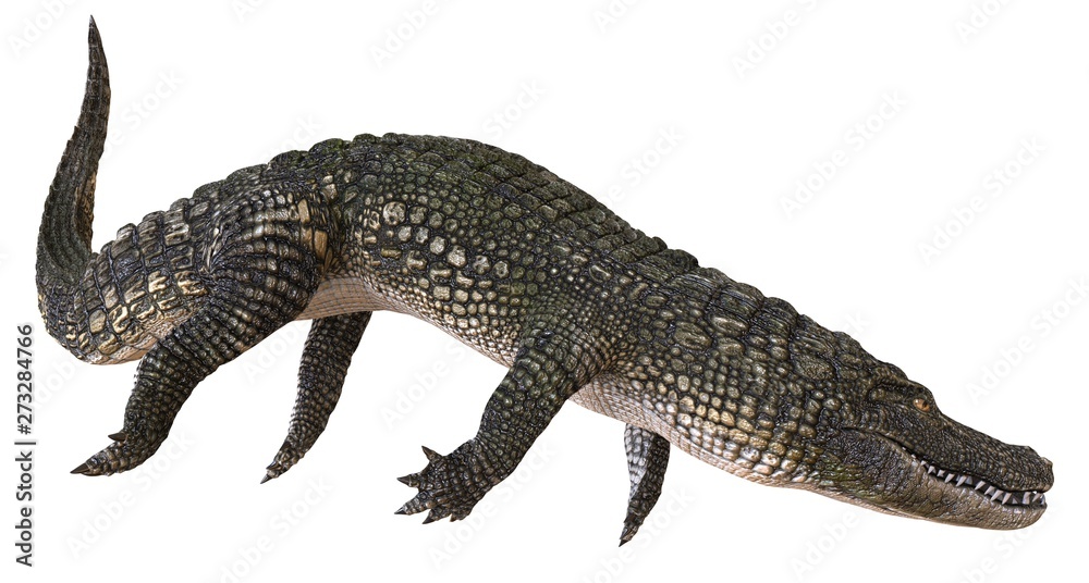 A reference image Alligator isolated on white background 3d illustration A reference image Alligator isolated on white background 3d illustration