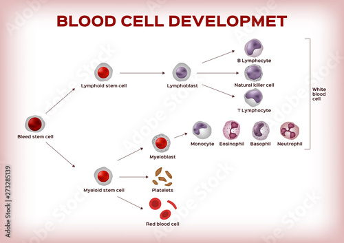 blood cell development / stem cell are transform to platelet white and red blood cell infographic chart / vector