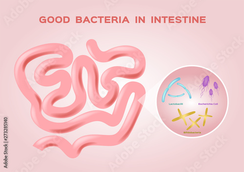 good bacteria in intestine vector / flora