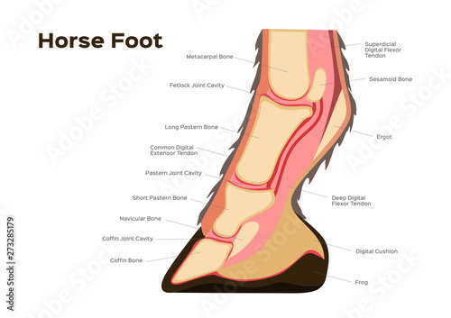 horse foot and leg anatomy / infographic chart vector