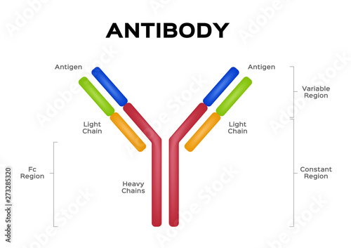 antibody molecule cell vector / Antigen