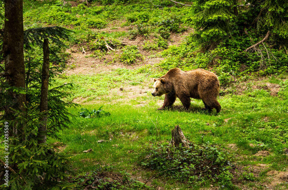 Brown bear walking free in a summer forest.