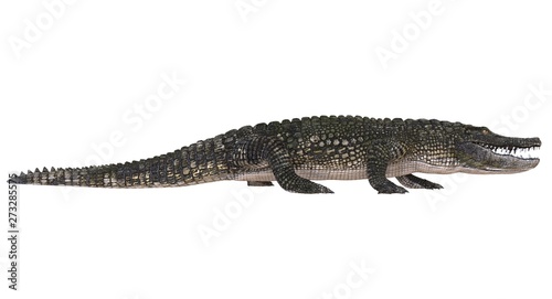 A reference image Alligator isolated on white background 3d illustration © max79im