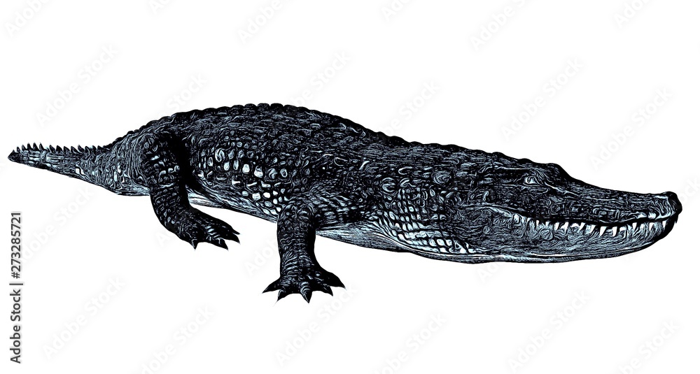 Fototapeta premium Sketch of alligator isolated on a white background