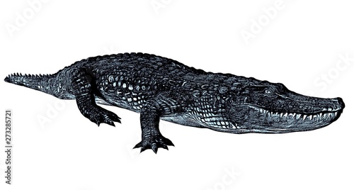 Sketch of alligator isolated on a white background © max79im