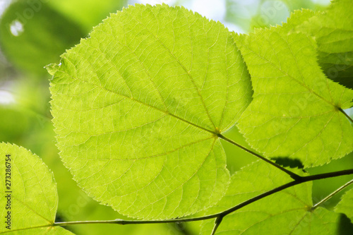 Photography Spring, green leaves in nature