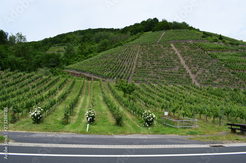 steile Weinberge bei Lehmen photo