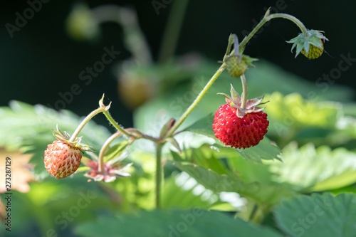 ripe strawberries in the garden