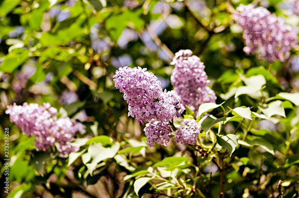 Branch of lilac
