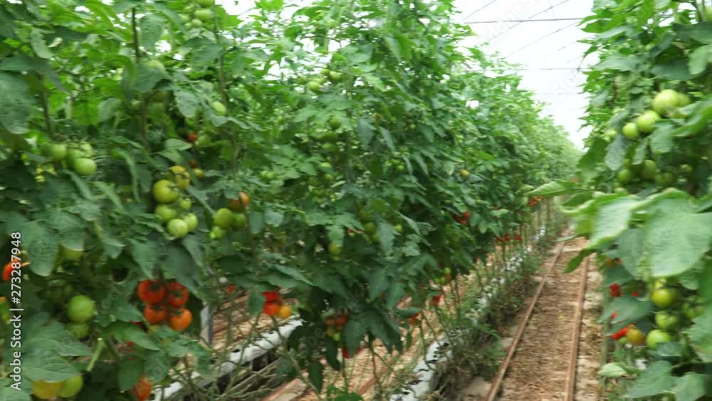 Bunch of tomatoes in greenhouse. 4K Bunch of tomatoes in greenhouse. 4K