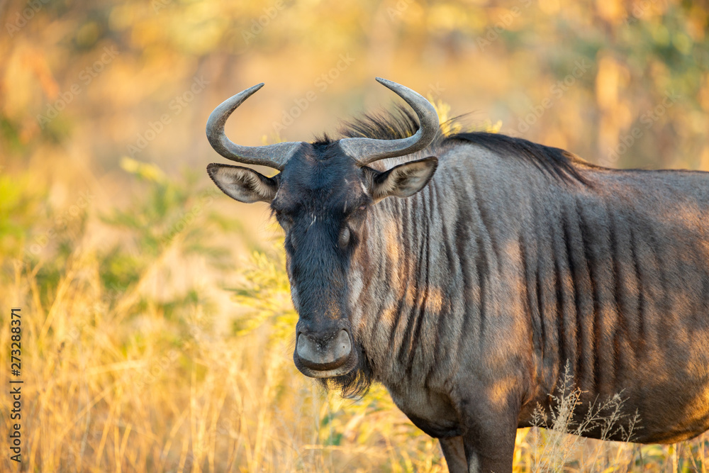 Blue Wildebeest bull looking straight into the camera Blue Wildebeest bull looking straight into the camera