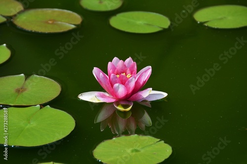 a pink lily flower on the water