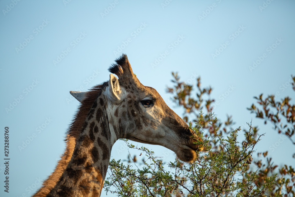 Young male giraffe feeding in the greater kruger national park. Young male giraffe feeding in the greater kruger national park.