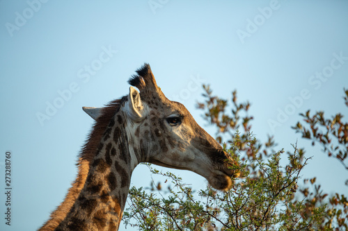 Young male giraffe feeding in the greater kruger national park. 