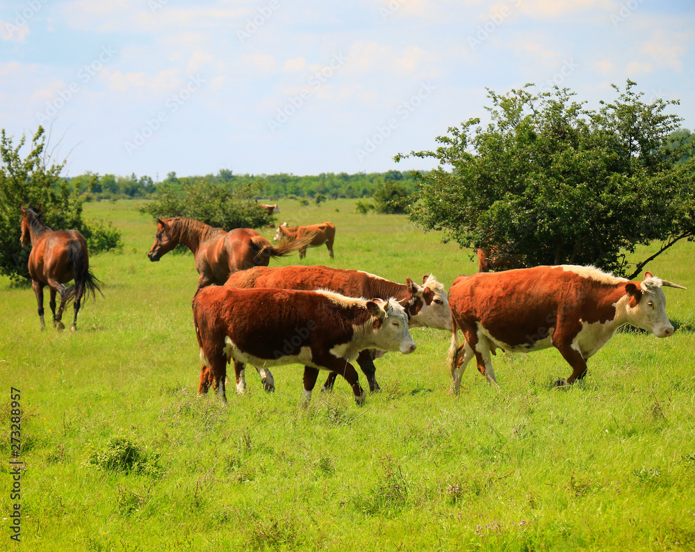 Cows on a green summer meadow 