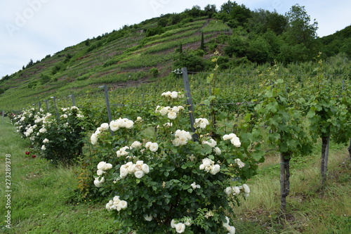 Rosen am Weinberg, Moseltal photo