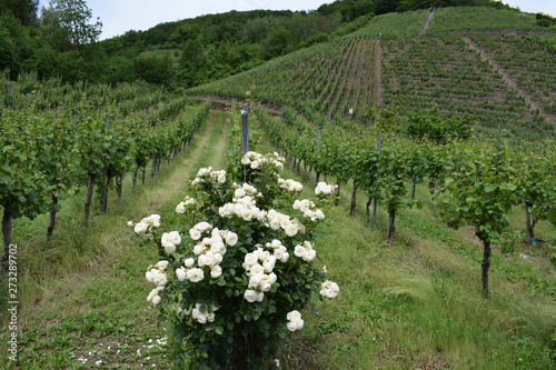 Rosen am Weinberg, Moseltal photo