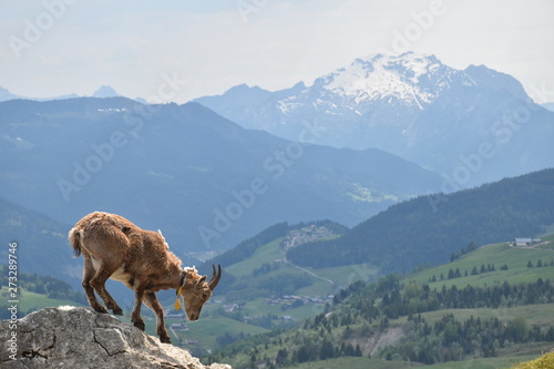 Young Ibex in the french alps © Marie