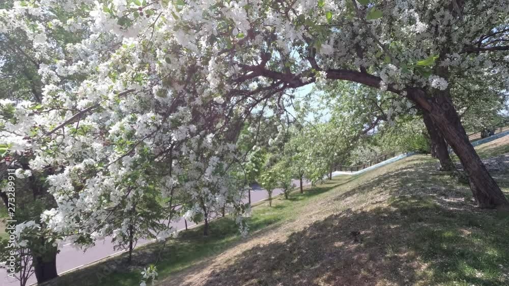 the wind shakes the branches of the Apple tree with white flowers the wind shakes the branches of the Apple tree with white flowers