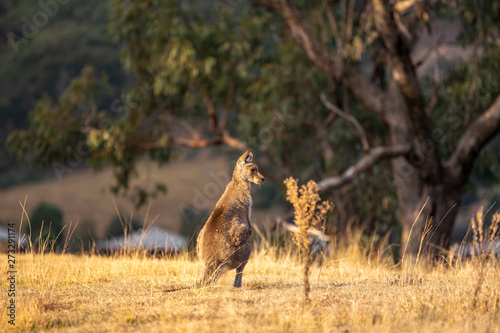 Beautiful wildlife shot of a kangaroo or wallaby standing and eating grass shortly before sunset. Photo taken in Wolgan Valley, part of the Blue Mountains, near Sydney, Australia.