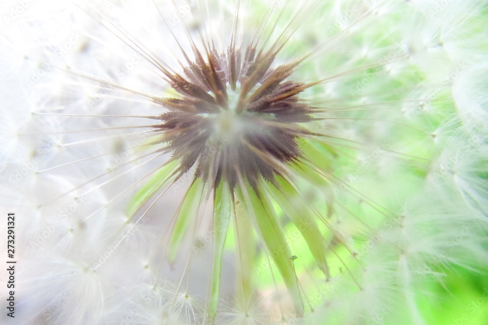 Fototapeta premium head dandelion and view inside a dandelion