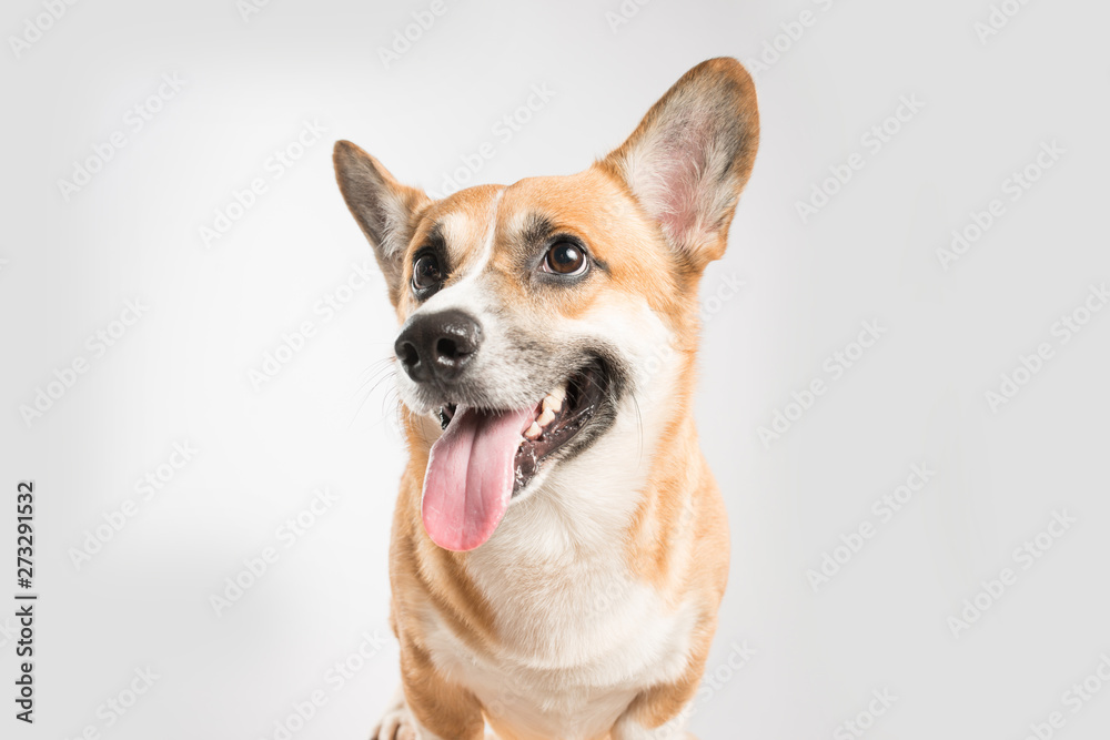 Welsh Corgi Pembroke dog sticking out tongue over white