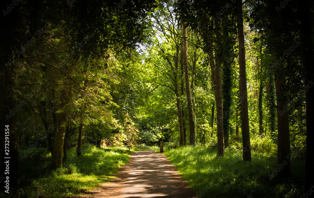 Forest Walk