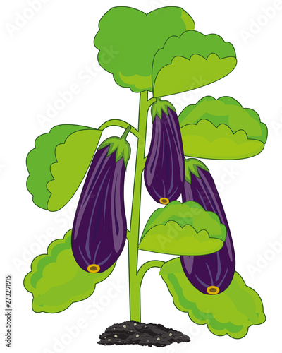 Vector illustration fruit eggplant on green bush
