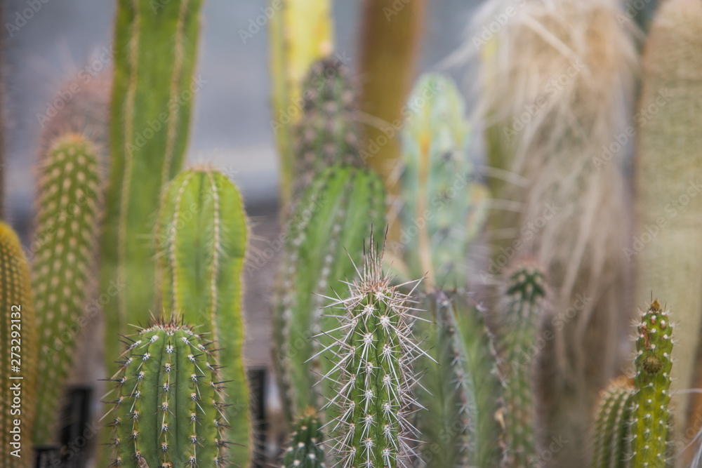 Many cactuses in a greenhouse Many cactuses in a greenhouse