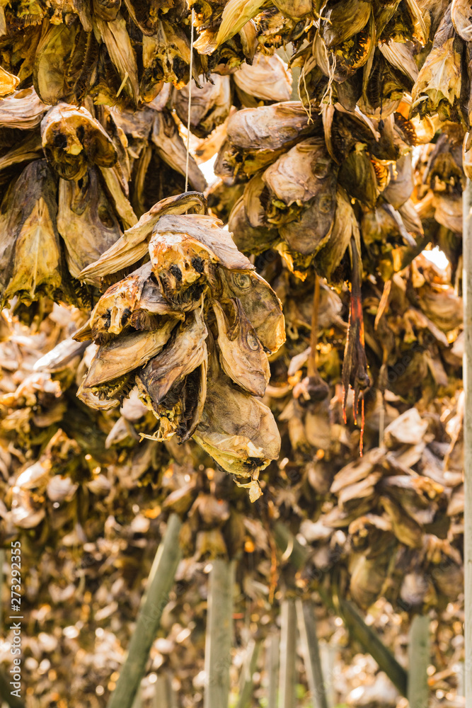 Cod stockfish drying on racks, Lofoten islands Norway