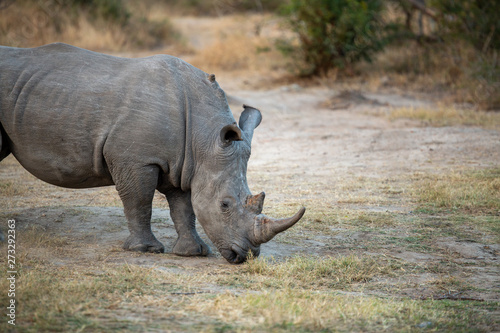 Young Rhino bull marching around a local watering hole trailing a female and an older bull.