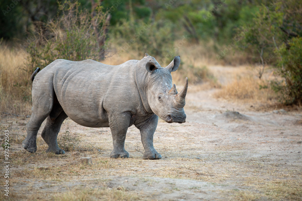 Young Rhino bull marching around a local watering hole trailing a female and an older bull. Young Rhino bull marching around a local watering hole trailing a female and an older bull.