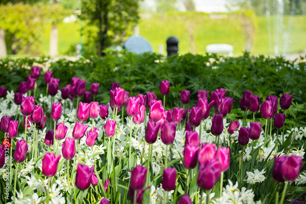 Colorful purple tulips and white narcissus in garden close up Colorful purple tulips and white narcissus in garden close up