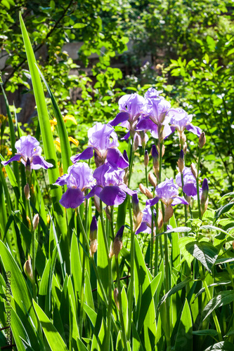 Purple iris flowers on green garden background in sunny day