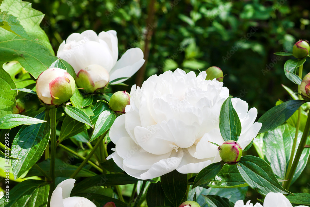 Close-up of white peony on green garden background Close-up of white peony on green garden background