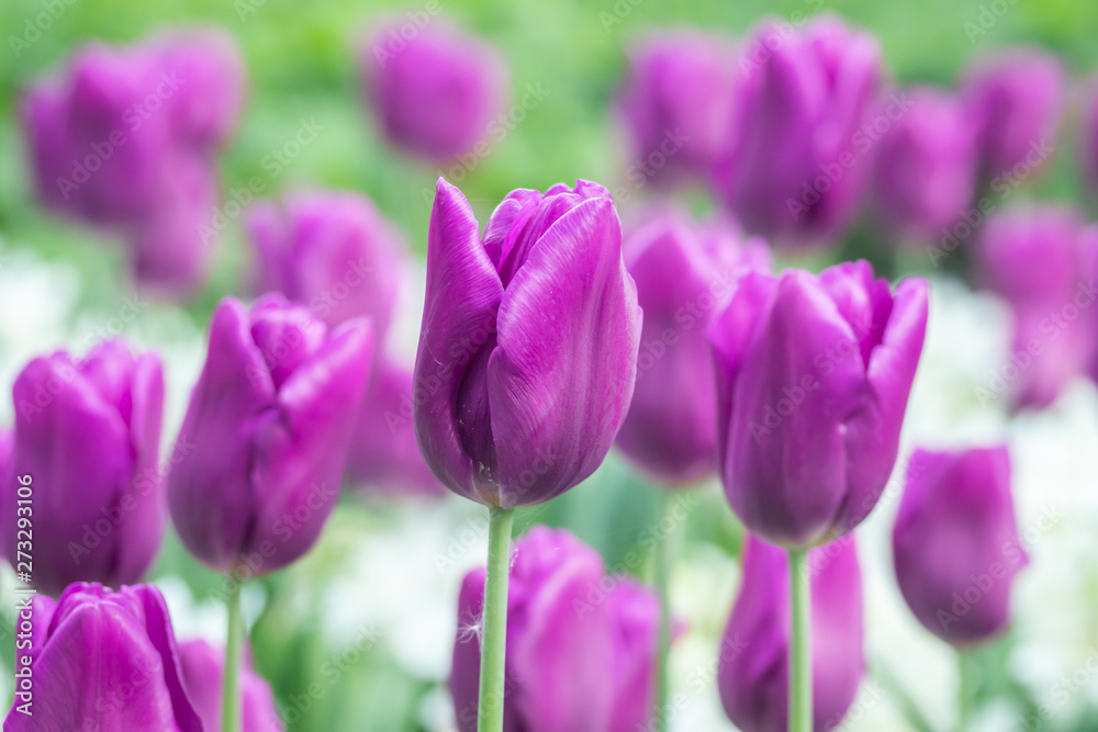 Obraz premium Colorful purple tulips and white narcissus in garden close up