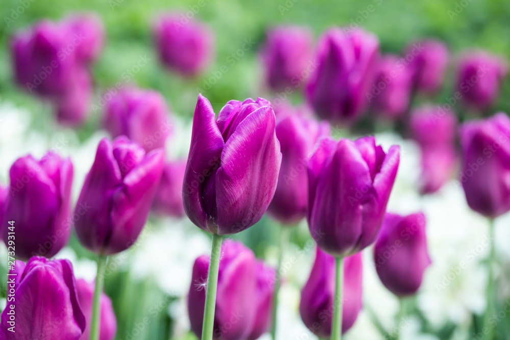 Colorful purple tulips and white narcissus in garden close up