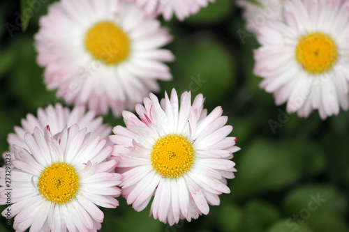 beautiful daisies on green grass field