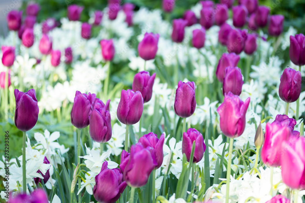 Colorful purple tulips and white narcissus in garden close up