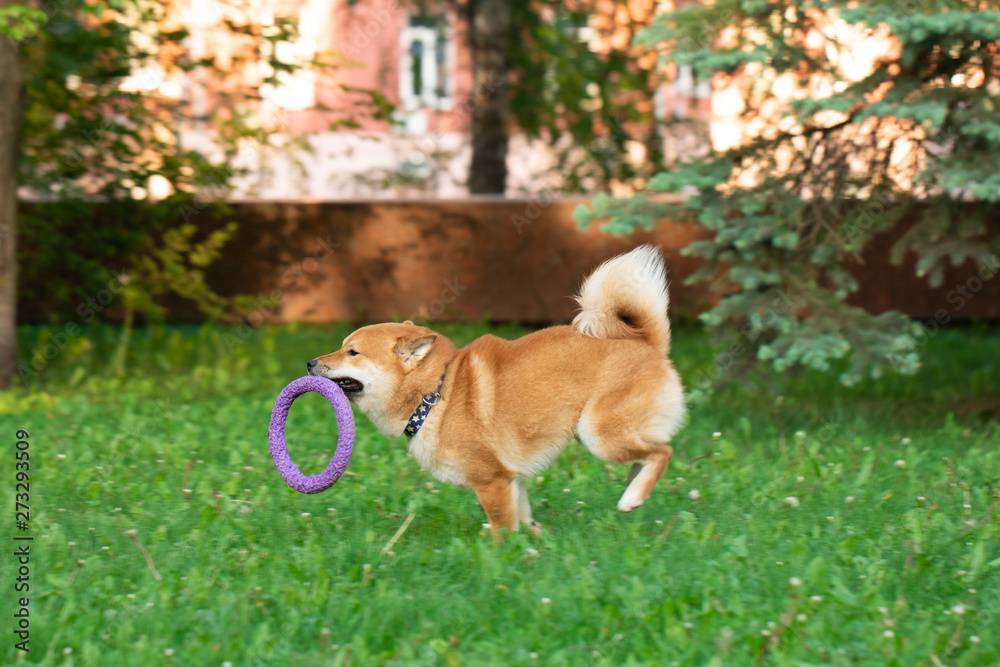 Japanease dog red Shiba inu running on the grass at nature park Japanease dog red Shiba inu running on the grass at nature park