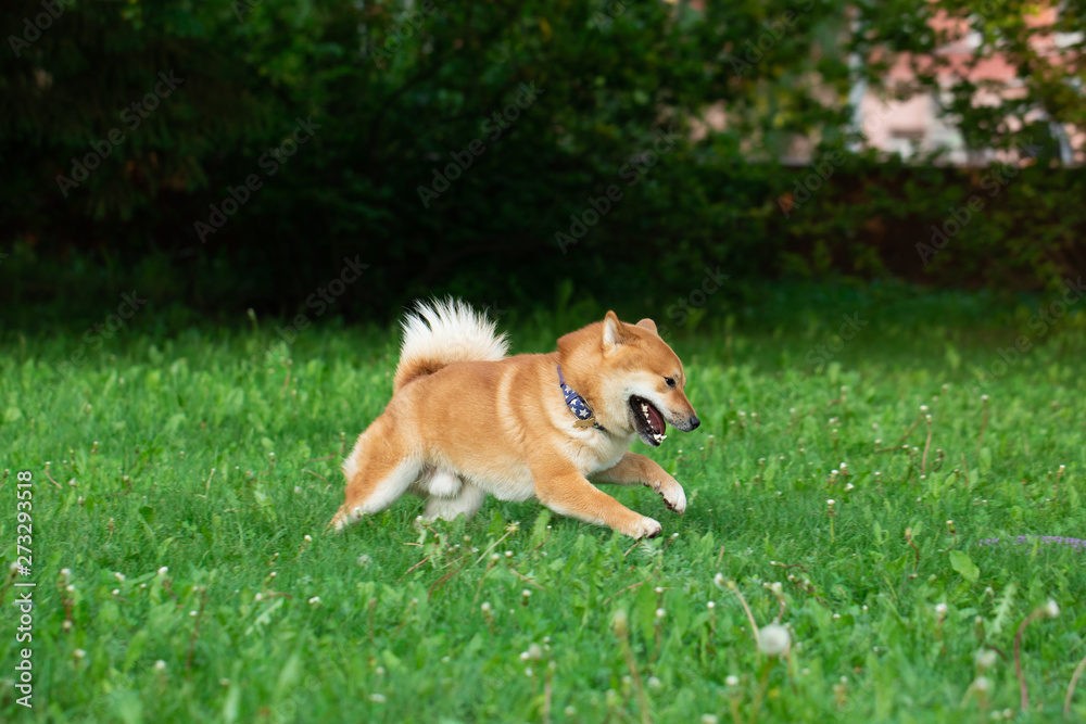 Japanese red dog Shiba Inu playing in nature with toy.