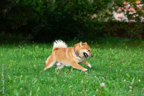 Japanese red dog Shiba Inu playing in nature with toy.