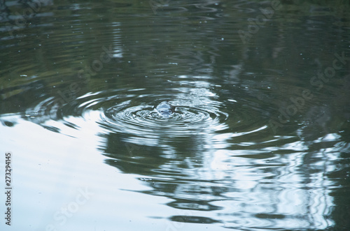 Wild platypus swimming in a pond © Adam