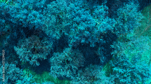 Detail of a group of plants and marine algae in the Tyrrhenian Sea. The water is clean and blue and there are no fish.
