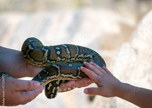 Kids Touching a Snake's Skin