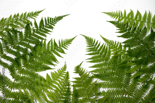 Green fern leaves background